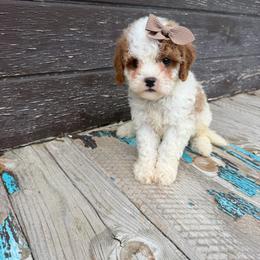 Marsha - Blenheim female Cavapoo puppy in Spanish Fork, Utah from Sugar Doodles Pups