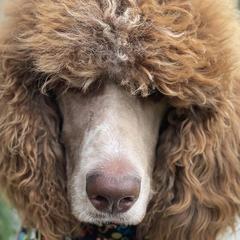 Poodles from Sea Swept Poodles
