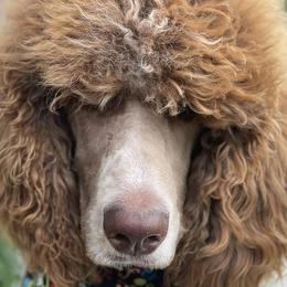 Poodles from Sea Swept Poodles