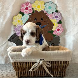 Sea - Blue Collar Male - Parti male Goldendoodle puppy in Bradenton, Florida from Suncoast Goldendoodles