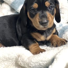 Dachshund Puppies from Dachshund world