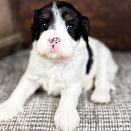 Perdita - Black and chalk female Australian Labradoodle puppy in Decatur, Alabama from Southern Meadows Doodles
