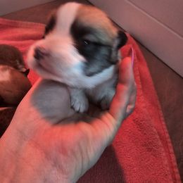 Girl 4 - Pembroke Welsh Corgi puppy from Blue Moon Farms