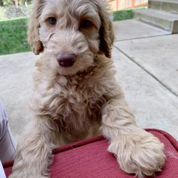 Goldendoodle Puppies from Lundee Doodles