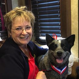 Australian Cattle Dogs from JDI Enterprises