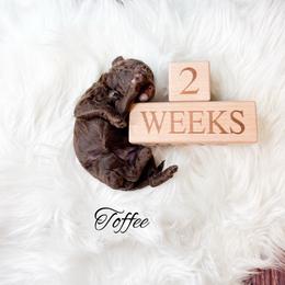 Toffee - Chocolate female Goldendoodle puppy in from Pink Poodles and Doodles