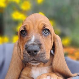 Basset Hound and Beagle Puppies from Orange Mountain Basset Hounds & Beagles
