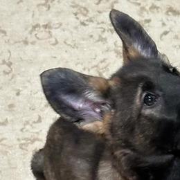 Boy 4 - Sable German Shepherd puppy in Wellington, Colorado from Altvater German Shepherds