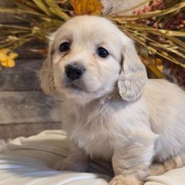 Matilda - Cream female Dachshund puppy in Romney, Indiana from Brown's Valley Dachshunds