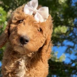 Assorted Doodle Crosses, Goldendoodle, Labradoodle, and Poodle Puppies from Ruff Country Doodles