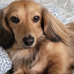 Amber - Dachshund