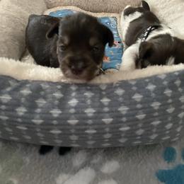 Boy 2, brown collar - Liver male Miniature Schnauzer puppy in Anthony, Florida from Amanda Tragash