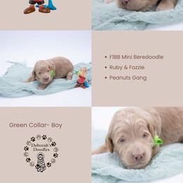 Green collar - Linus - Yellow and white male Bernedoodle puppy in Lexington, North Carolina from Deborah’s Doodles