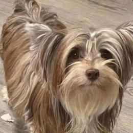 Paisley - Yorkshire Terrier
