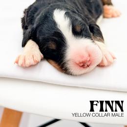 FINN - Tri-color male Bernedoodle puppy in Tipton, Indiana from Country Creek Doodles