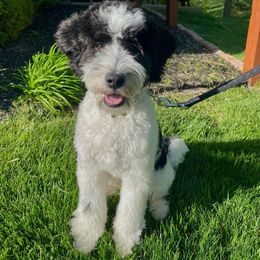Goldendoodle, Poodle, and Sheepadoodle All Grown Up from Brewer's Goldendoodles & Sheepadoodles