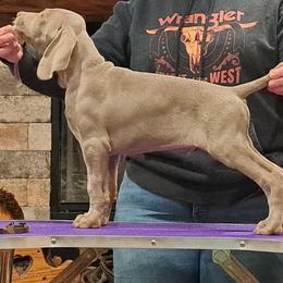 Trip - Gray male Weimaraner puppy in Toccoa, Georgia from Colfaidar Weimaraners