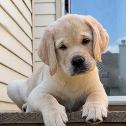 Boy 1 - Yellow male Labrador Retriever puppy in Montville, New Jersey from Otter Labradors