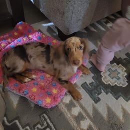 Dachshund Puppies from ForeversEdge Doxies