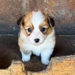 Sunny - Red female Pembroke Welsh Corgi puppy in Chubbuck, Idaho from Sunny J Corgis and Mini Americans