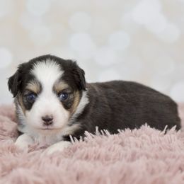 Tiana - Black tri female Toy Australian Shepherd puppy in Wichita Falls, Texas from Shooting Stars Ranch Toy and Mini Aussies