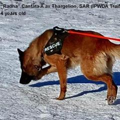 Radha - Belgian Tervuren