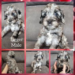 Tigger - Merle male Cockapoo puppy in Zanesville, Ohio from Oodles of Doodles & Poos