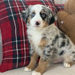 Jingles - Blue merle male Miniature Australian Shepherd puppy in Granbury, Texas from Triple Cross Doodles