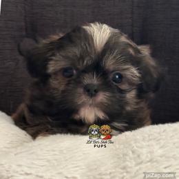 Paxton - Brindle male Shih Tzu puppy in Walkertown, North Carolina from Lil’ Bit’s Shih Tzu