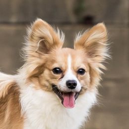 Louie - Papillon