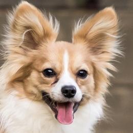 Louie - Papillon