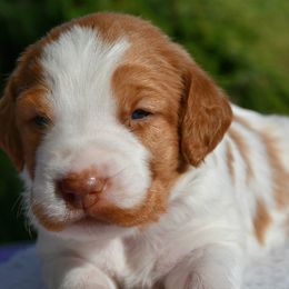 Bowser - Orange and white male Brittany puppy in Hollidaysburg, Pennsylvania from Royal Flush Farms