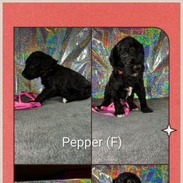 Pepper - Black female Goldendoodle puppy in Water Valley, Mississippi from Olympian Doodles