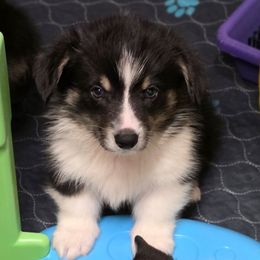 Outlaw - Black and tan male Pembroke Welsh Corgi puppy in Charleston, Arkansas from Hilltop Corgis