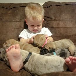Great Dane Puppies from Pepper Mae Danes