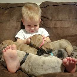 Great Dane Puppies from Pepper Mae Danes