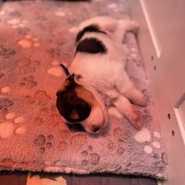 Miniature Schnauzer Puppies from Hardcastle Family Schnauzer’s