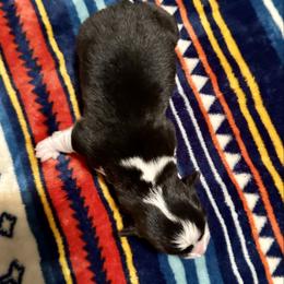 Gray Collar Boy River - Black and tan male Pembroke Welsh Corgi puppy in Paris, Kentucky from Flat Run Corgis
