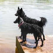 Mudis from Ewenique Kennels