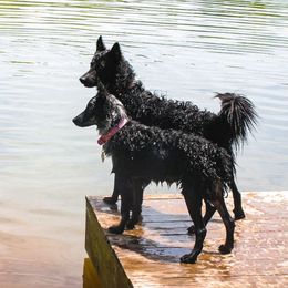 Mudis from Ewenique Kennels