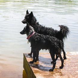 Mudis from Ewenique Kennels