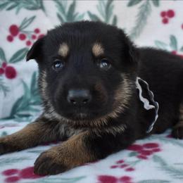 Grey Boy - Black and tan male German Shepherd puppy in Grants Pass, Oregon from Granville German Shepherds