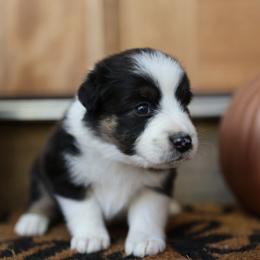 SALEM - Black tri-color male Australian Shepherd puppy in Star City, Arkansas from Blush & Lace Aussie Co.