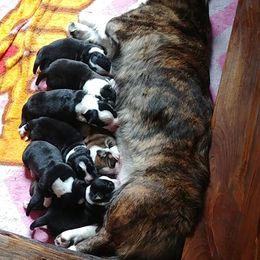 Cardigan Welsh Corgi Puppies from Dragonfly Cardigans