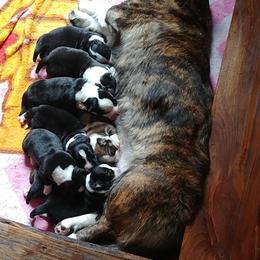 Cardigan Welsh Corgi Puppies from Dragonfly Cardigans