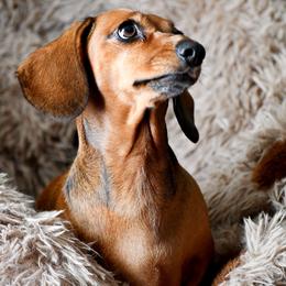 Dachshund All Grown Up from Southern Class with Sass Doxies