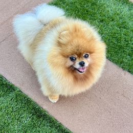 James - Orange male Pomeranian puppy in Hot Springs, Arkansas from Pomeranian Empire