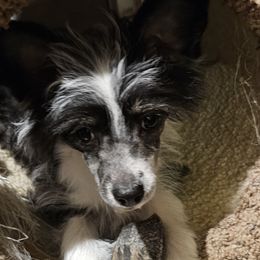 Trixi - Chinese Crested puppy in Virginia from JRF Chinese Cresteds