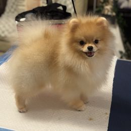 Sir - Pomeranian