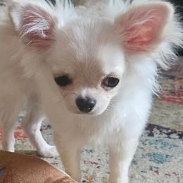 AKC Fluffy girl - Fawn and white female Chihuahua puppy in Brooklyn, New York from Nadezhda's Chihuahuas